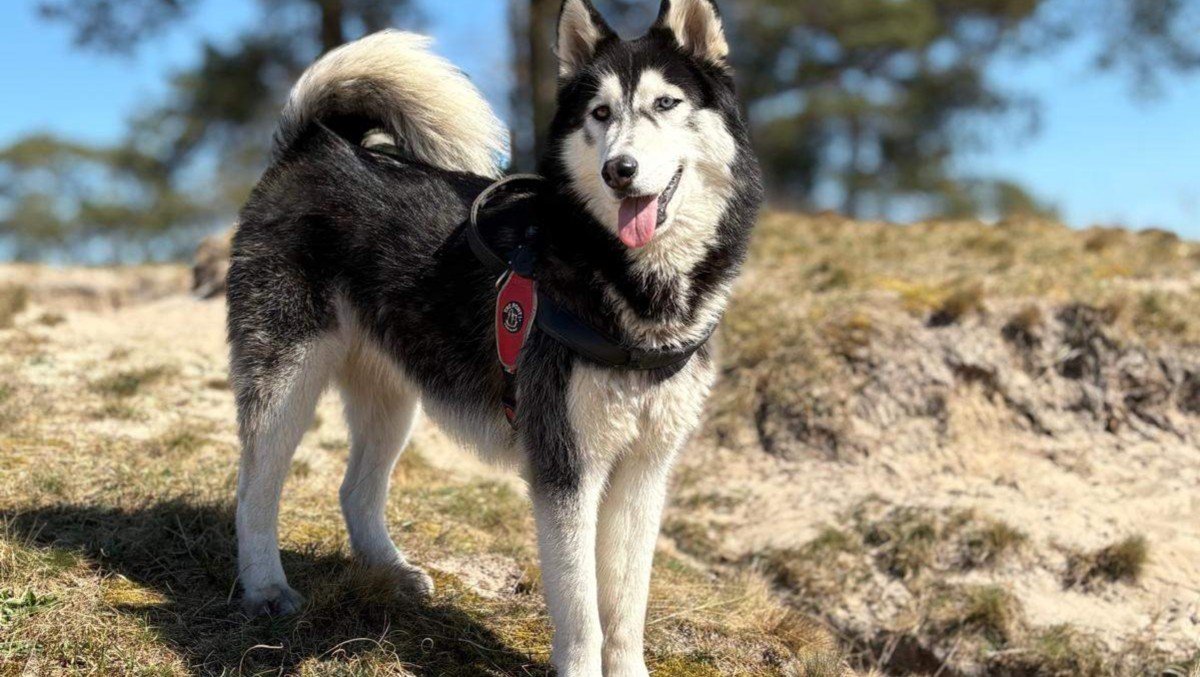 Nikita