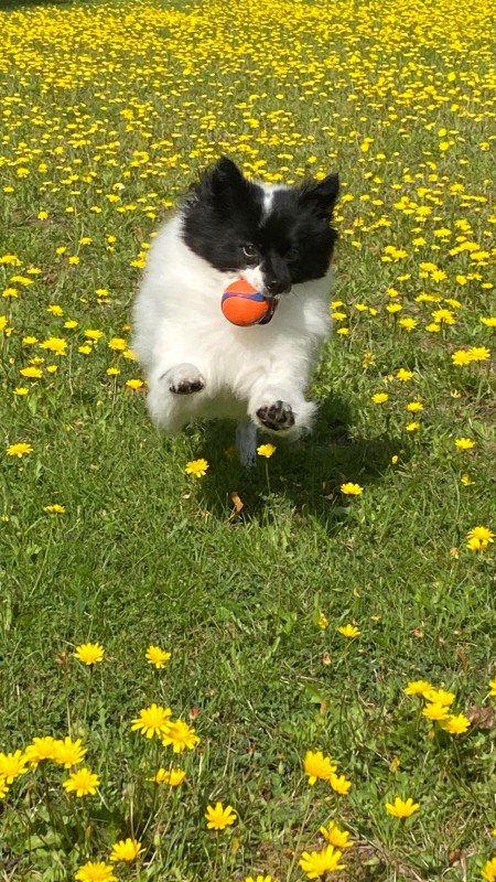 Pommie