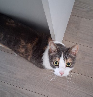 Sientje