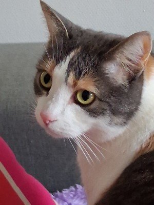 Saartje