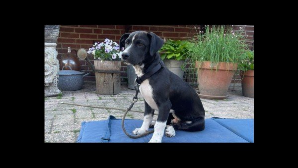 Roef