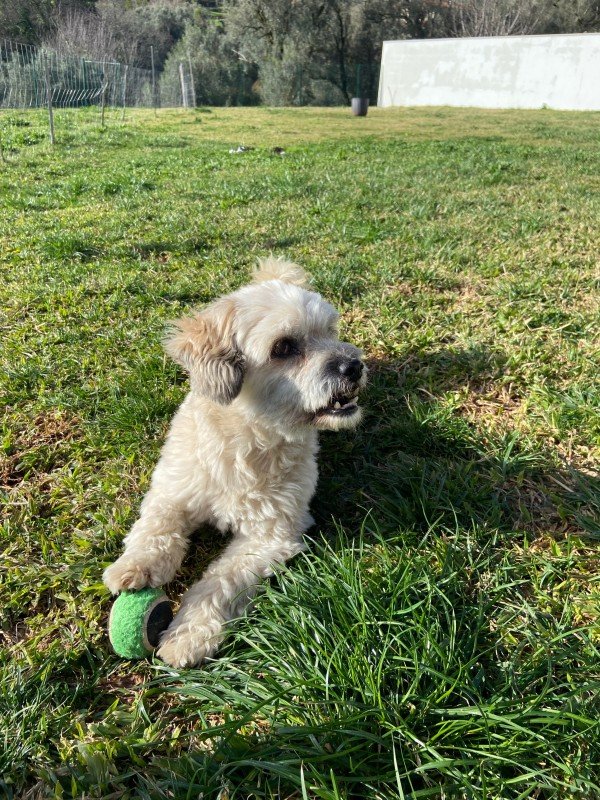Bailey