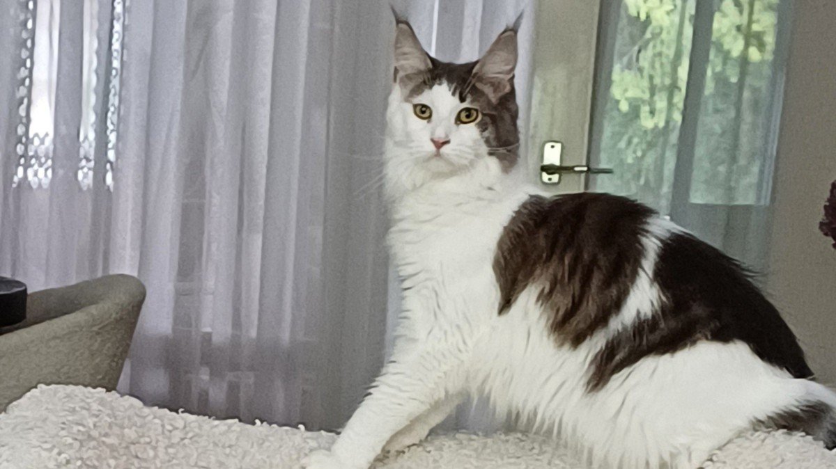 Luna