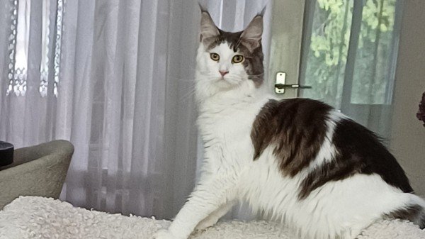Luna
