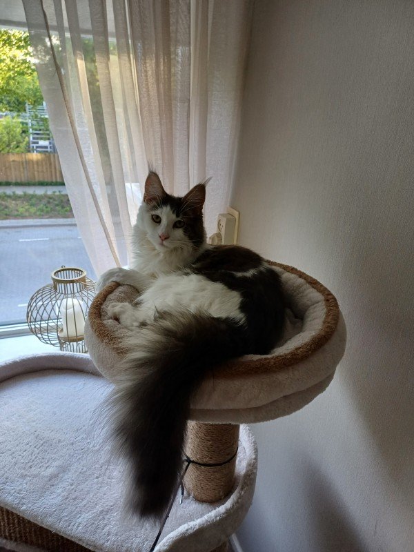 Luna