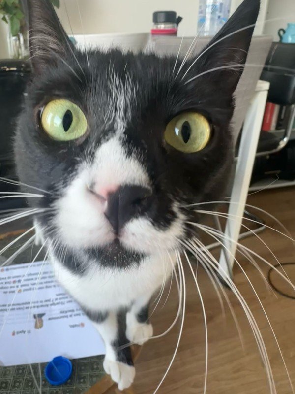 Nela