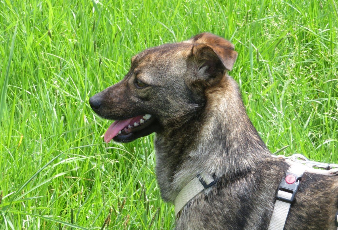 Trudy
