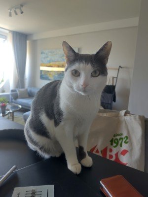 Vito