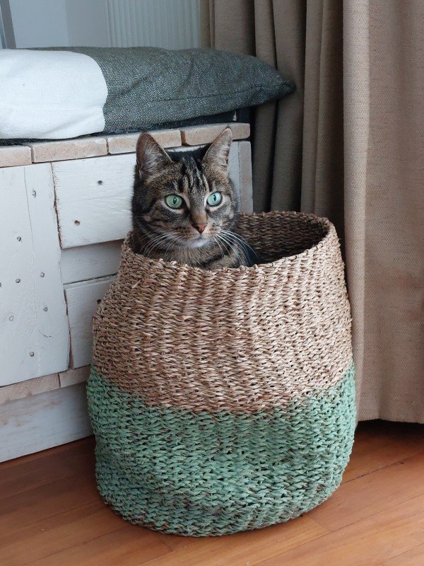 Vlinder