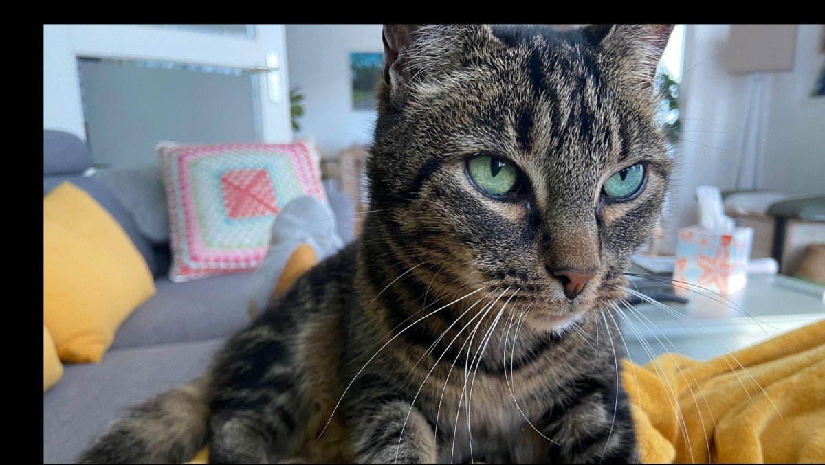 Vlinder
