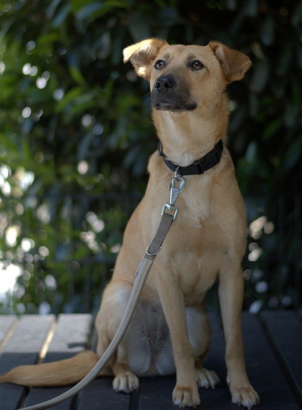 Willow