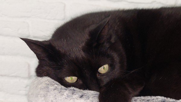 Zorro