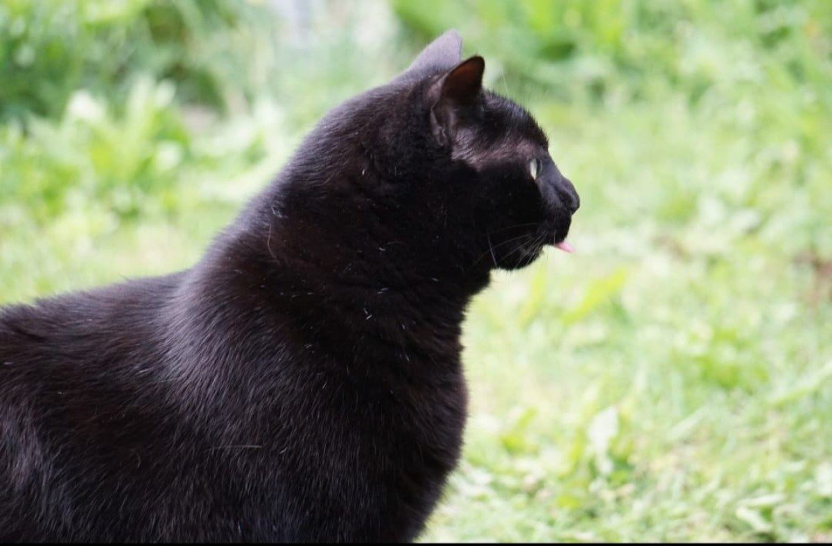 Zorro