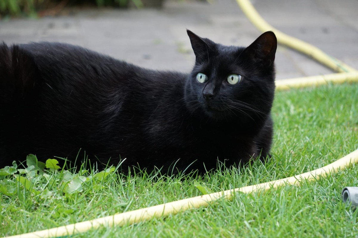 Zorro