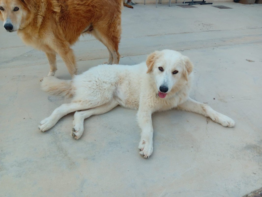 Perla