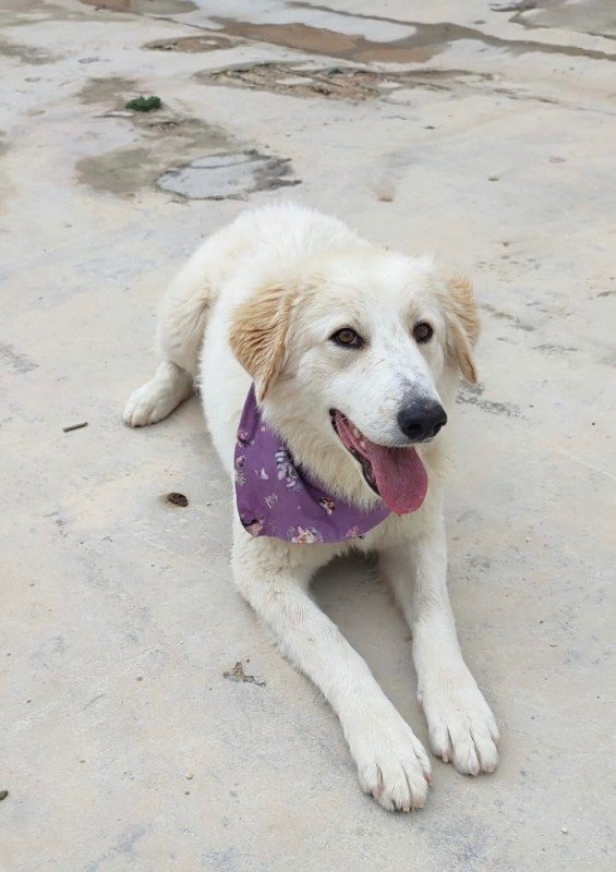 Perla