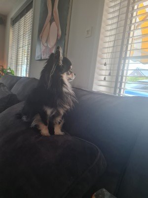 Dex