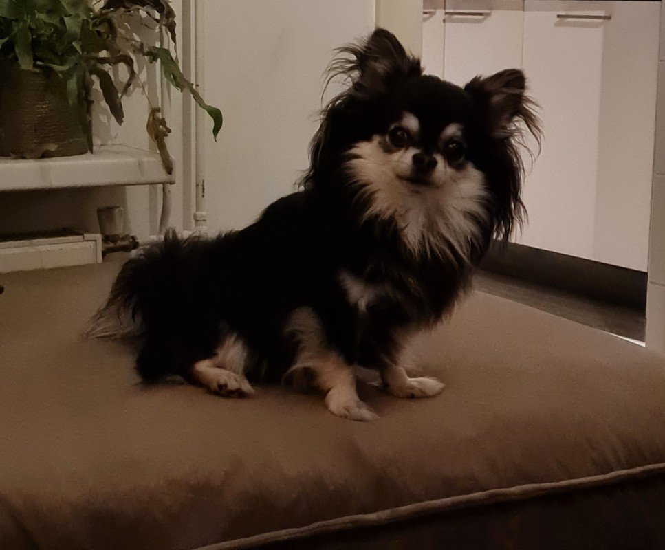 Dex