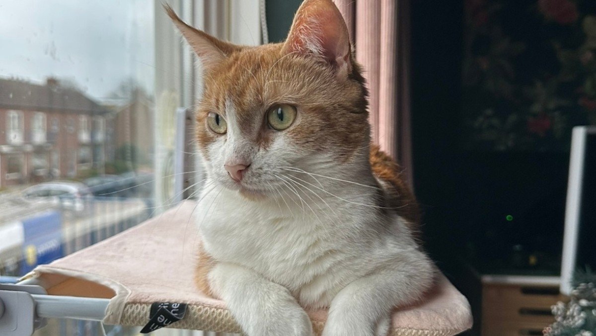 Yuumi
