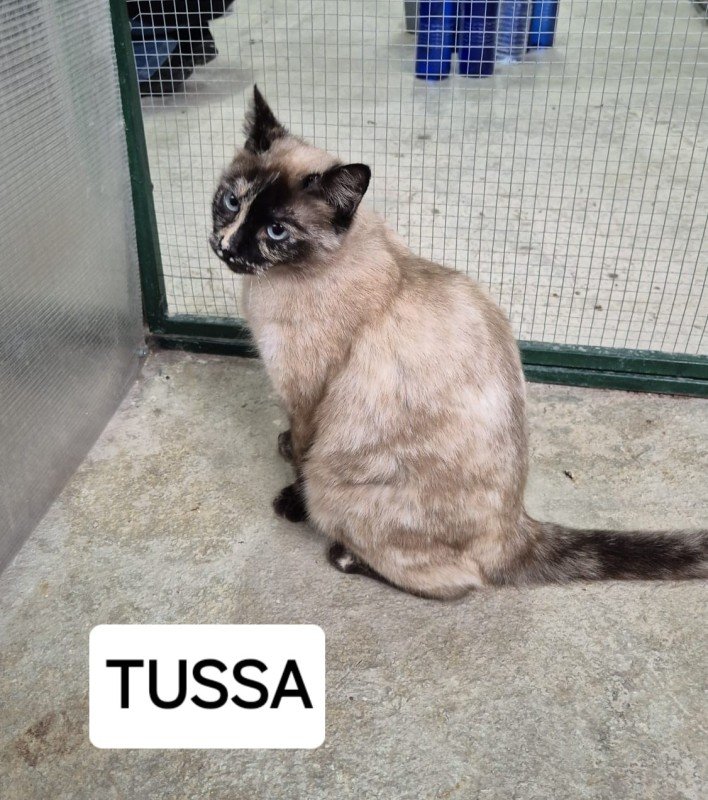 Tussa