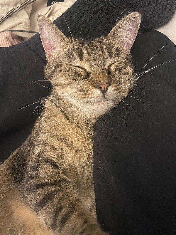 Bekki
