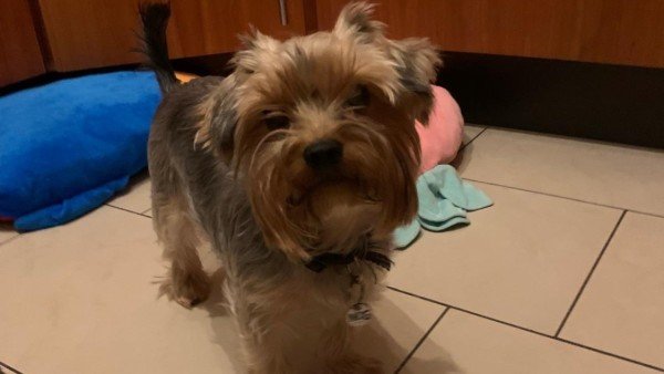 Bandit