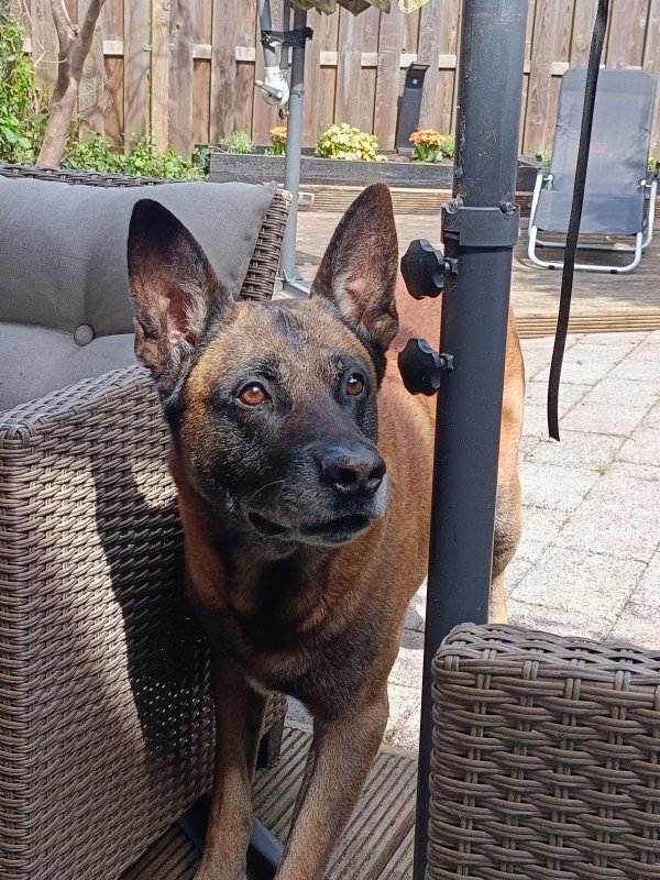Rex