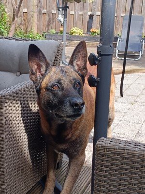 Rex