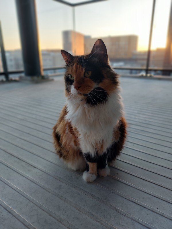 Lady