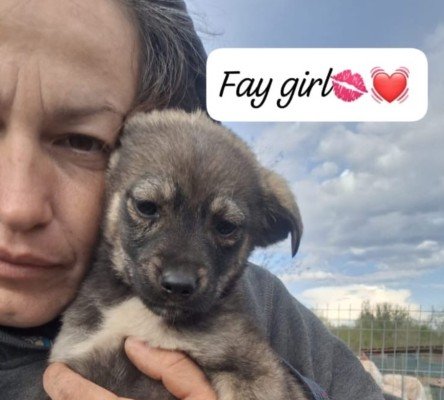 Fay