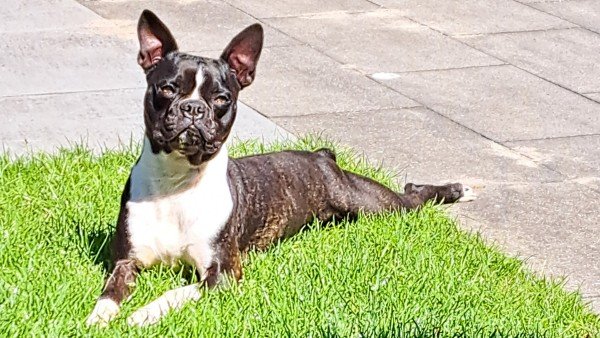 Ziggy