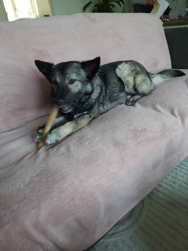 Buddy