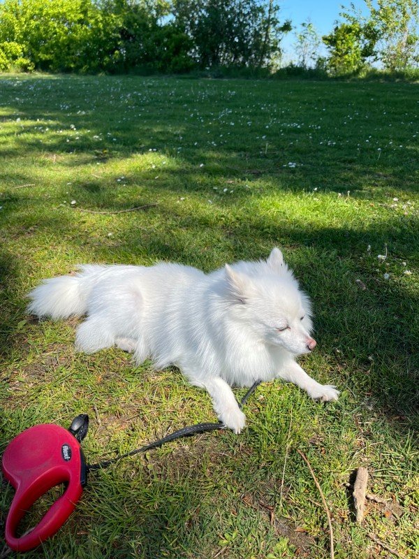 Loki