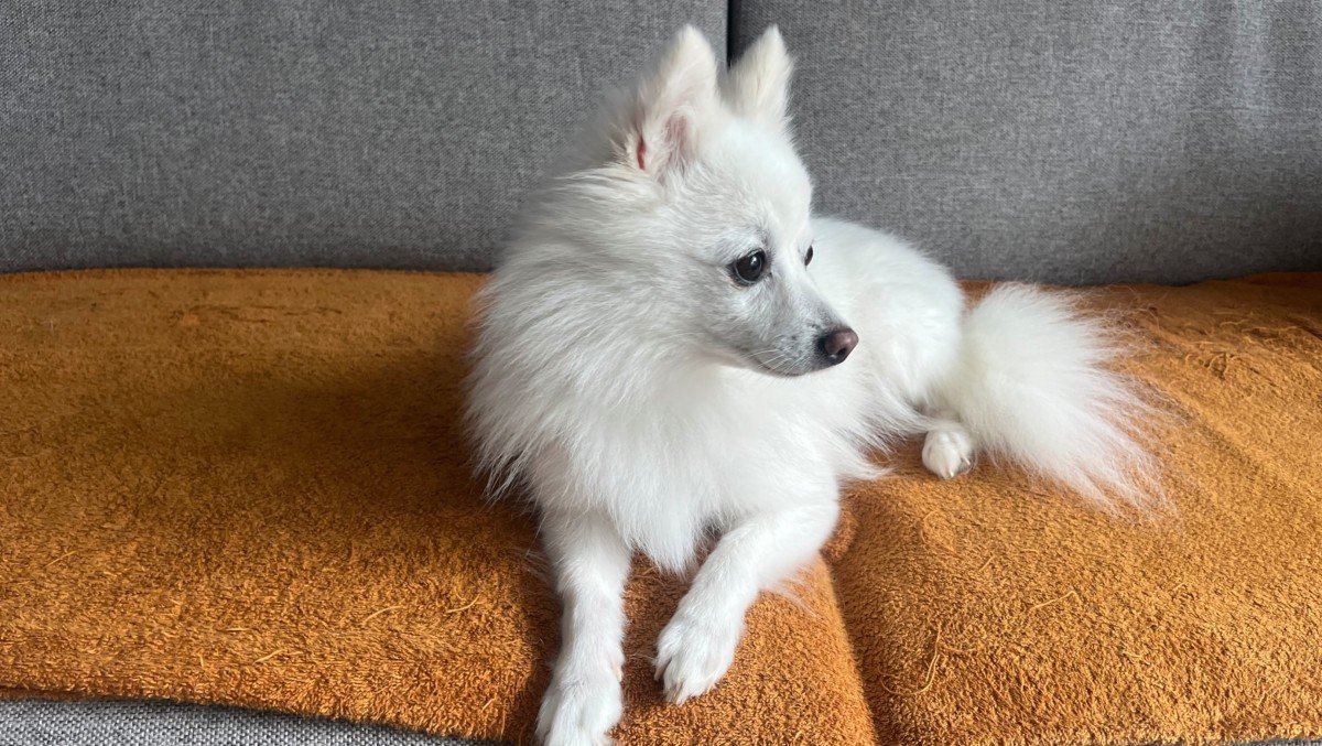 Loki