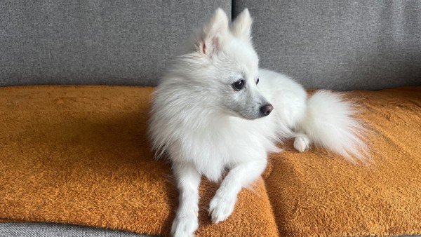 Loki