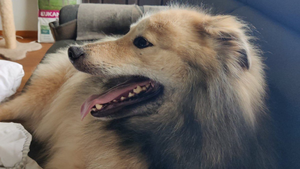 Porthos