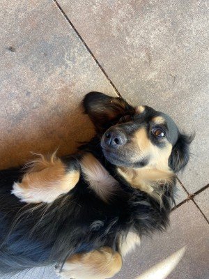 *SPOED* Ollie