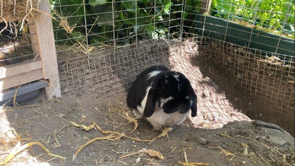 Frieda