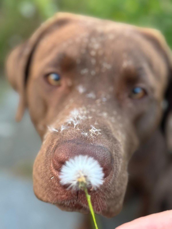 Cooper