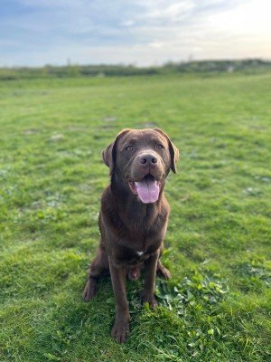 Cooper