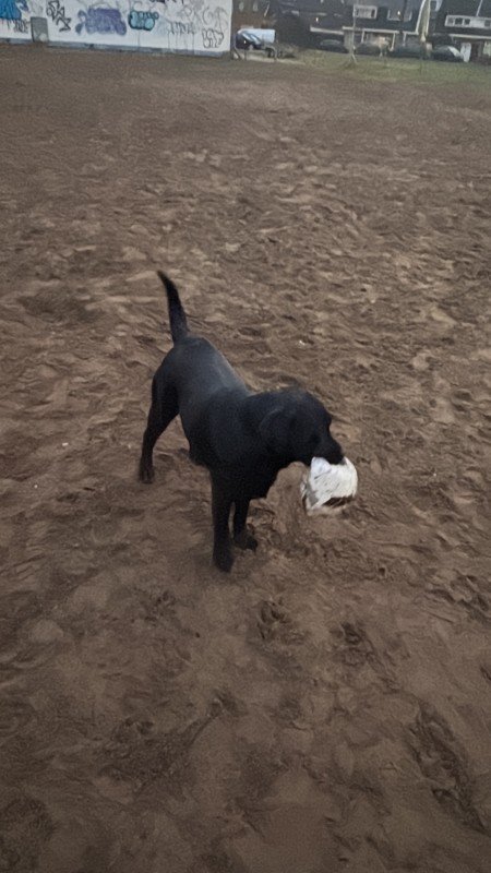 Roxy