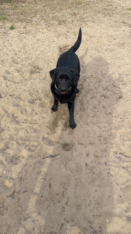 Roxy