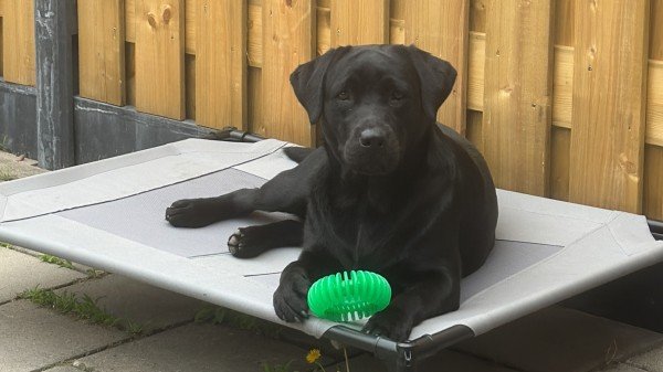 Roxy