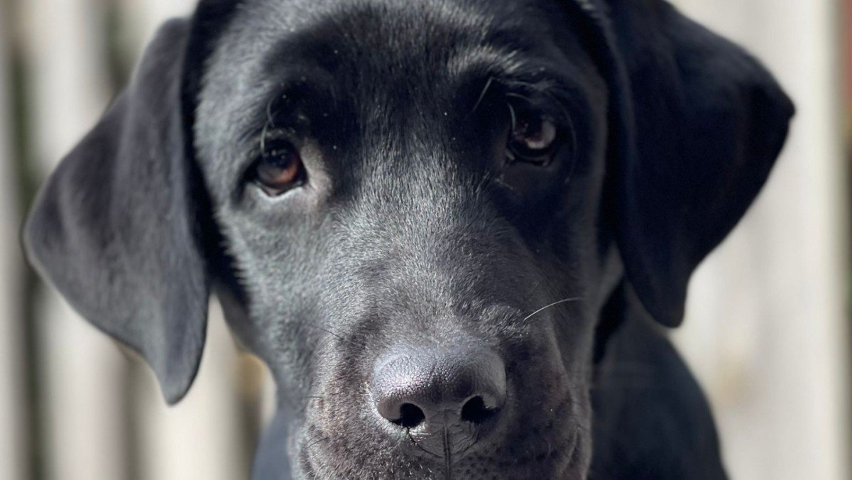 Roxy