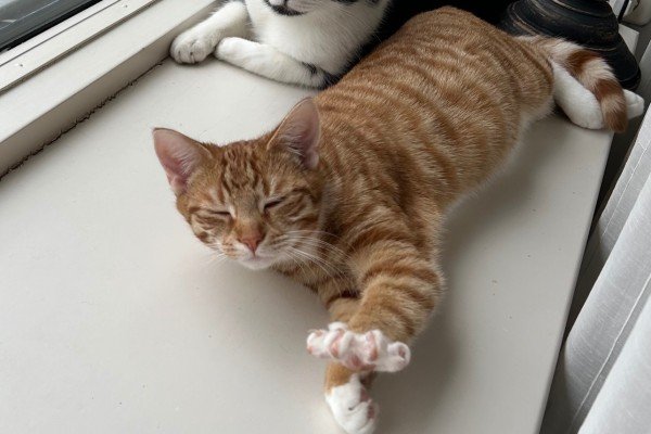 Kitty