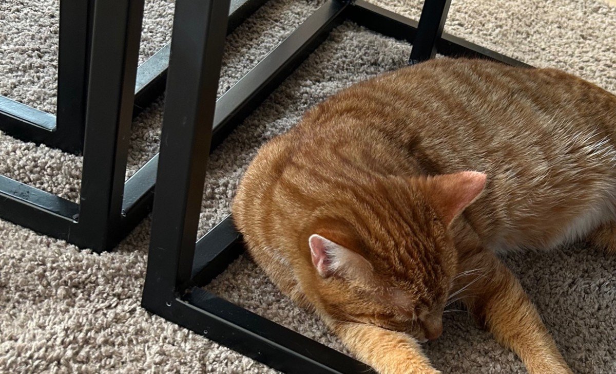 Kitty