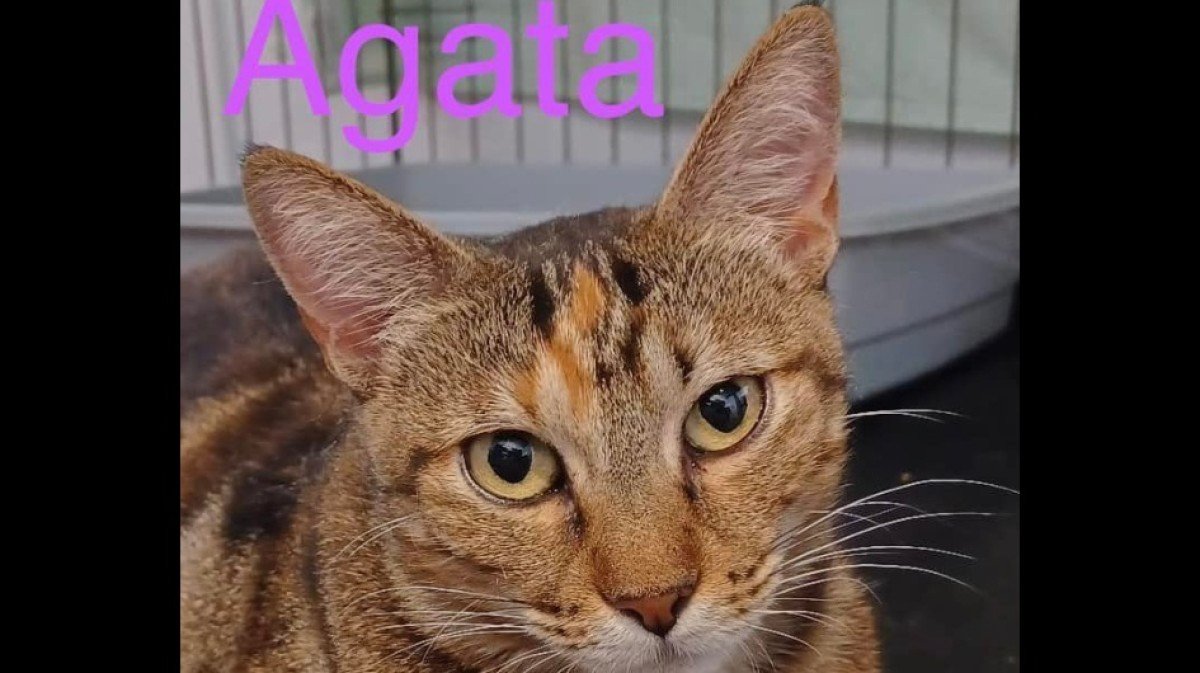Agata