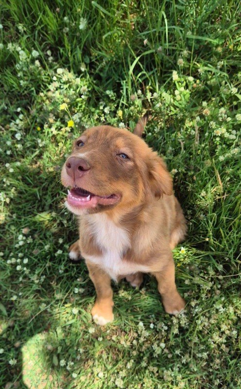 Juno