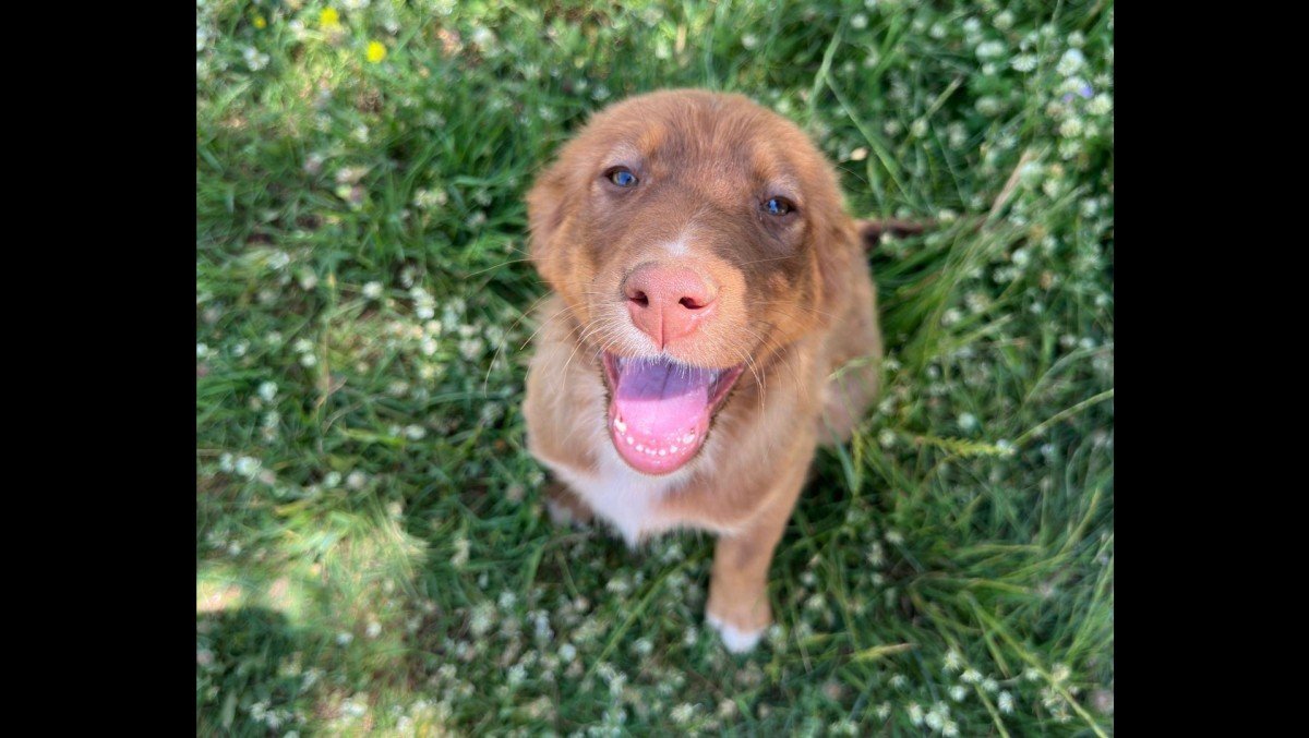 Juno