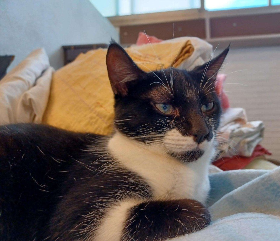 Oscar